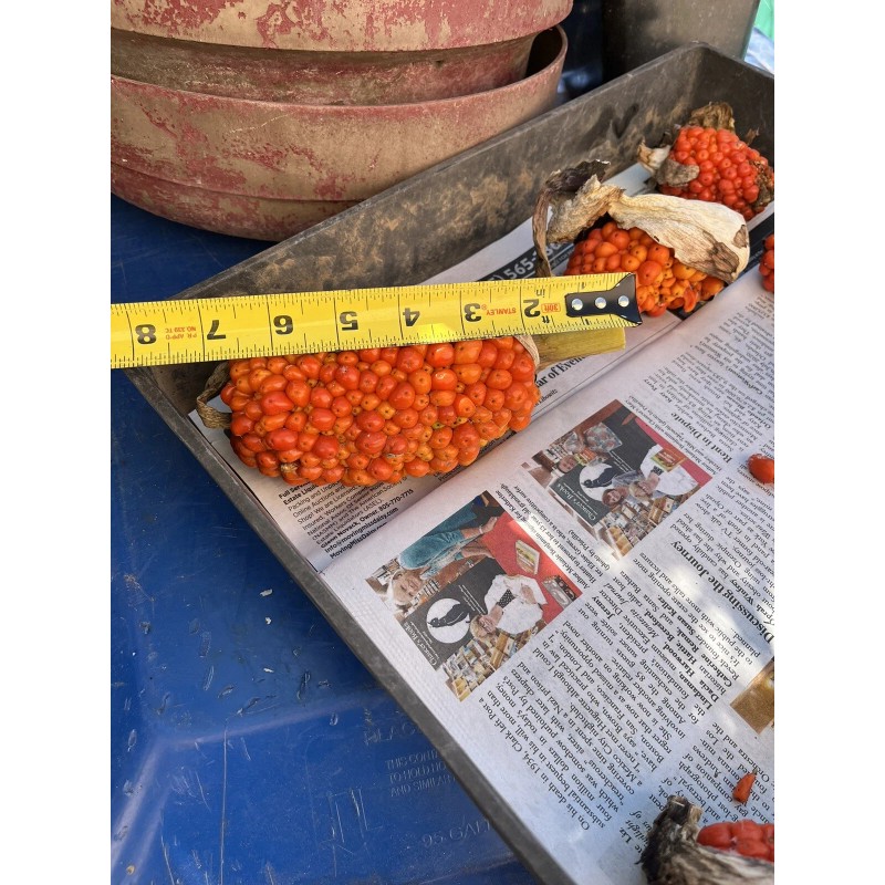 35 seeds Dragon lily arum flower voodoo amorphophallus bulb tuber