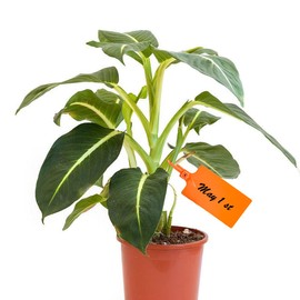 Tenshun 100 Pieces Plastic Tags Hanging Label Tags Waterproof Tags Writable Storage Tag Identification Tags Seal Tags Zip Tie Plastic Seals Shipping Tags Logistics Use with Two Permanent Marker Pens