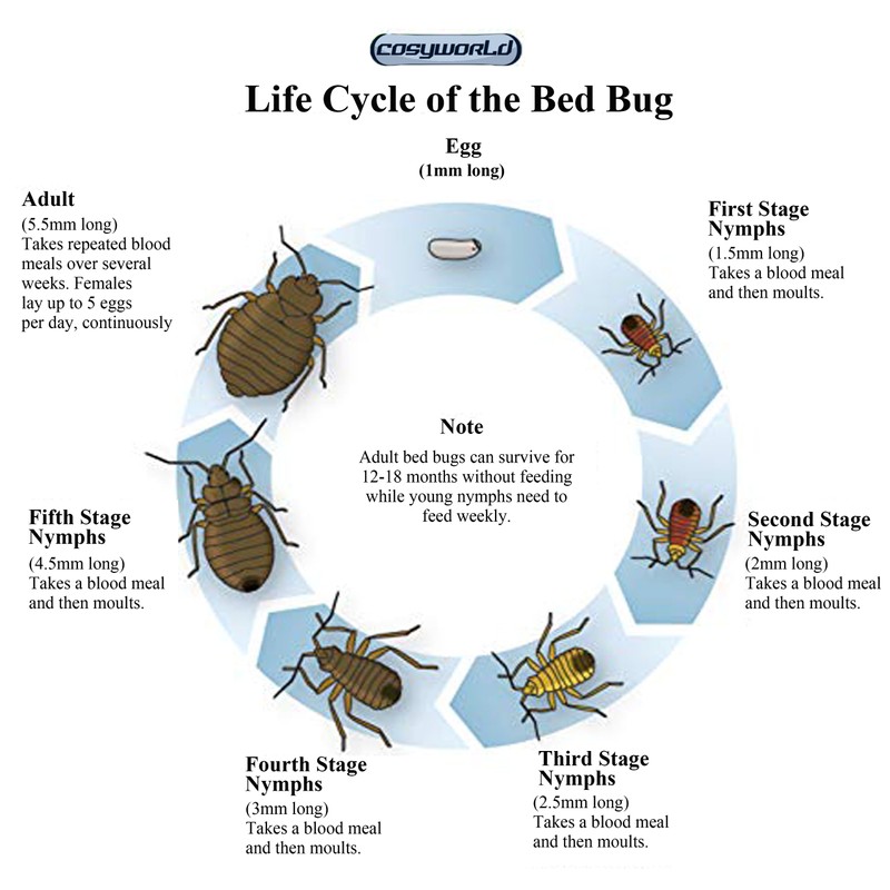 Cosyworld Bed Bug Killer, Fast and Sure Kill with Extended