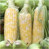 Bi-Color Sweet Corn Non-GMO Seeds, 1 Pound (3,000+ Seeds) -