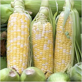 Bi-Color Sweet Corn Non-GMO Seeds, 1 Pound (3,000+ Seeds) - by Seeds2Go