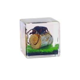 1.5" Real Antler Horned Beetle Cube Desk Decoration