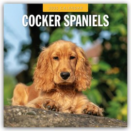 Cocker Spaniels – Cocker Spaniel 2025 – 16-Monatskalender: Original Red Robin Publishing Ltd-Kalender [Mehrsprachig] [Kalender] (Wall-Kalender)