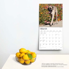Mastiffs | 2024 12 x 24 Inch Monthly Square Wall Calendar | BrownTrout | Animals Dog Breeds