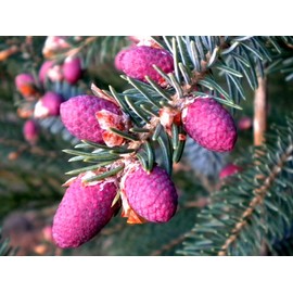 Tigertail Spruce 3 - Year Graft