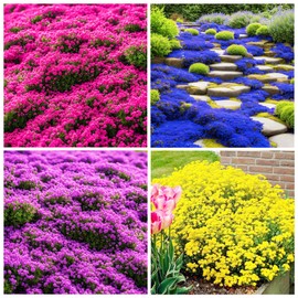 19500+ Creeping Thyme Seeds for Planting Outdoor-Perennial Non-GMO Flowers Plant in Your Home Garden Backyard