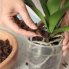 Doter Organic Orchid Potting Bark 1 QT, Featured Chunks Bark