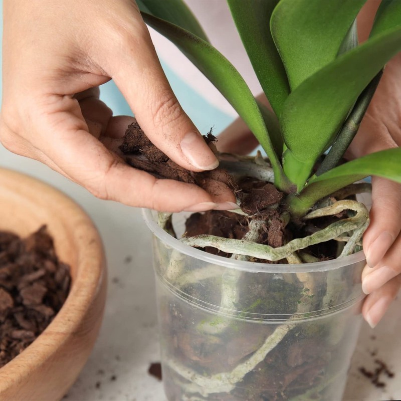 Doter Organic Orchid Potting Bark 1 QT, Featured Chunks Bark