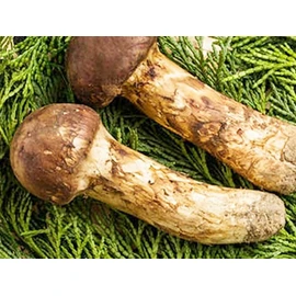 Pioneer Planning Matsutake Mushroom Essence, 0.3 fl oz (10 ml), Autumn Flavored