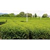 High Quality Theanine Gyokuro Made in Shizuoka Maki, 3.5 oz