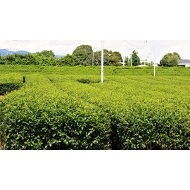 High Quality Theanine Gyokuro Made in Shizuoka Maki, 3.5 oz (100 g), Great Value for Delicious and Sweetness