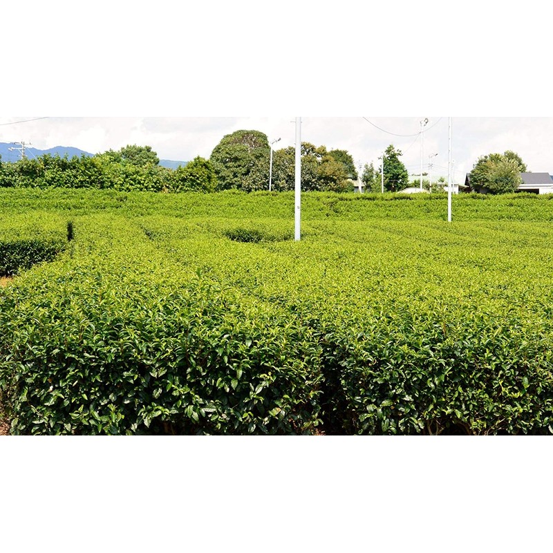 High Quality Theanine Gyokuro Made in Shizuoka Maki, 3.5 oz