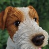 Vivid Arts - Wire Hair Jack Russell - Indoor Outdoor