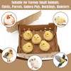 10 Set Poultry Baby Chick Shipping Boxes with 10 Coconut
