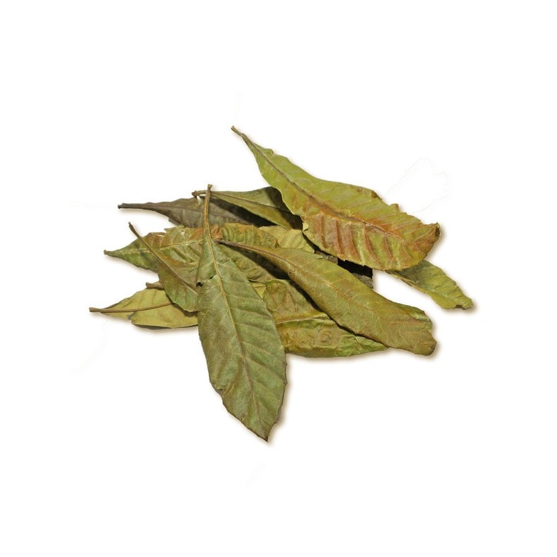 300g whole loquat leaves (domestic) / 참두리 통 비파잎 300g