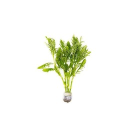 Water Wisteria/Hygrophila Difformis - Type: 3 Bunches + 1 Free