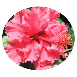 Pride of Hankins Bush Tropical Hibiscus Plant Triple Hot Fuchsia Salmon Pink Flower Emerald Goddess Gardens TM 4 Inch Pot