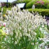 22Day Seeds: Seeds Bunny Tail/Annual Ornamental Plant Grass