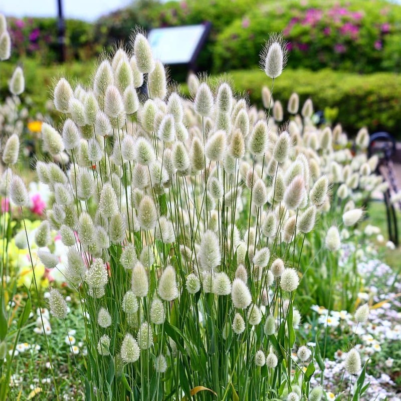 22Day Seeds: Seeds Bunny Tail/Annual Ornamental Plant Grass