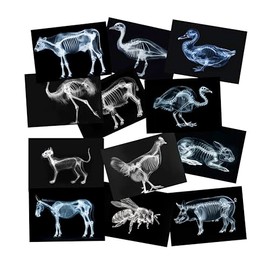 Animal X-Ray Set, Educational Science Kit, Light Table Accessory for Children (Farm Animals)