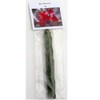 2 Ruby Red Plumeria Rare Red Plumeria 8-12 Inch Branch
