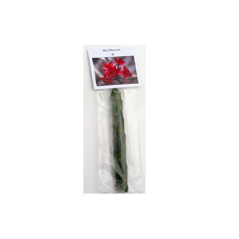2 Ruby Red Plumeria Rare Red Plumeria 8-12 Inch Branch