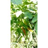 American Seed Hatch Sandia Chili Pepper Seeds, NuMex, Hot Green