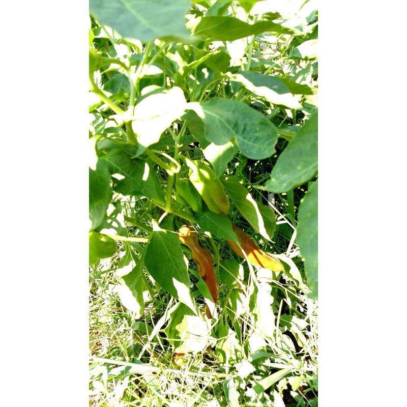 American Seed Hatch Sandia Chili Pepper Seeds, NuMex, Hot Green