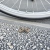 Gogogmee Bike Brake Pads 2 Pairs Bicycle Disc Brake Pads