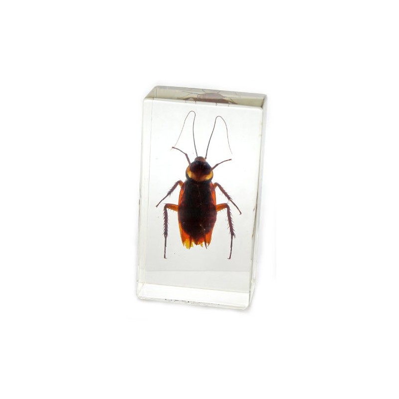 REALBUG Cockroach Paperweight (2.9x1.6x1)