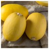 Everwilde Farms - 1 Lb Organic Vegetable Spaghetti Winter Squash