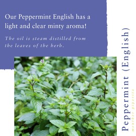 Absolute Aromas Peppermint, English Essential Oil 30ml - 100% Pure, Natural, Undiluted, Vegan and Cruelty-Free - for use in Diffusers and Aromatherapy Blends (30ml)