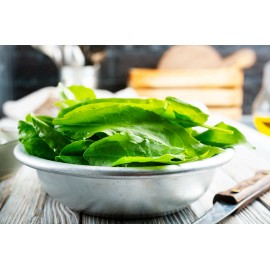 Fresh BROAD LEAF SORREL 500+Seeds | Non-GMO Heirloom Herb (Sprouting or Garden) Larg