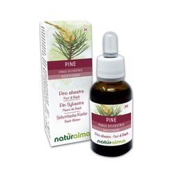Pine or Scottish Pine (Pinus sylvestris) Bach Flowers Naturalma | No. 24 | Drops 30 ml | Alcohol-free Liquid Extract | Flower Essences | Vegan and Alcohol-Free