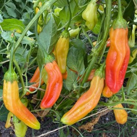 Plant Good Seed Organic Aji Amarillo Pepper Seeds for Planting: Peruvian Heirloom Chili, Orange Yellow Fruits - 30 Seed Packet