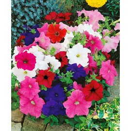 22Day Seeds: Seeds Petunia Triumph Mix/Annual Flowers