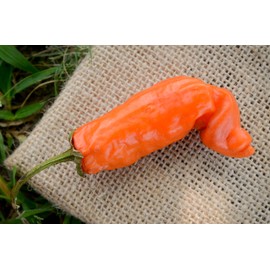 Sherwoods Seeds Orange Peter Chili Willy Heirloom Pepper Premium Seed Packet + More