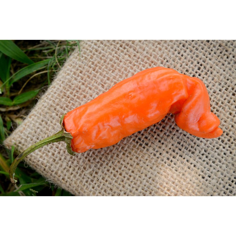 Sherwoods Seeds Orange Peter Chili Willy Heirloom Pepper Premium Seed