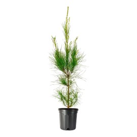 Loblolly Pine Tree | 1 Large Gallon Size Pot | Pinus Taeda | Fast-Growing Evergreen | Shade Tree Plants