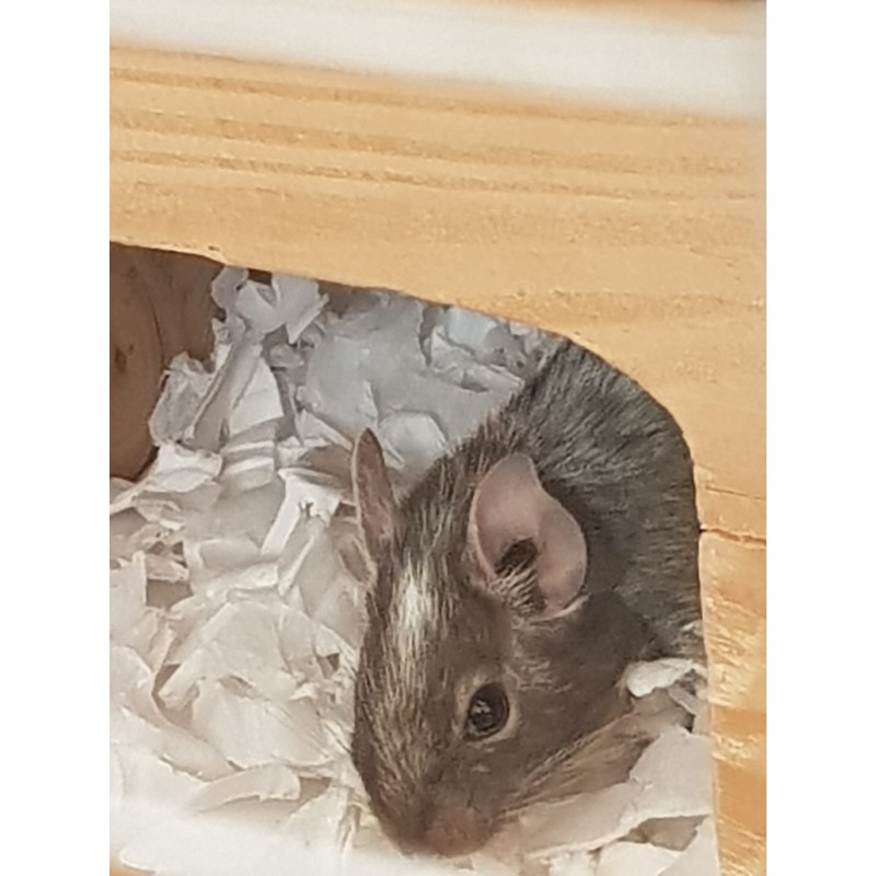 Sleepy Degu Bedding (60g) (3)