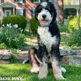 Bark Duke Indestructible Dog Collar, Fully Customizable Fit, Waterproof Nylon, Odor-Resistant, Metal Buckle and Adjusters (Sky Blue, Medium, 1”)