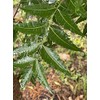 Fresh Neem Leaves Organic Leaves -100% Certified Fresh from Florida (200 Leaves)
