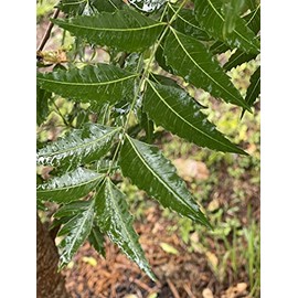Fresh Neem Leaves Organic Leaves -100% Certified Fresh from Florida (200 Leaves)