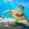 PolarPro DiveMaster - Paquete de 3 filtros rojos para GoPro