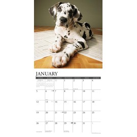 Willow Creek Press Great Dane Puppies Monthly 2025 Wall Calendar (12" x 12")