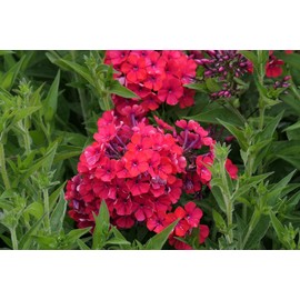 Red Phlox Seeds for Planting, 200+ Heirloom Flower Seeds Per Packet, (Isla's Garden Seeds), Annual, Non GMO Seeds, Botanical Name: Phlox paniculata, Great Home Flower Garden Gift