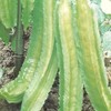 Winged Bean Seeds - 1 Lb ~1808 Seeds - Non-GMO,