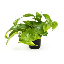 Golden Pothos Plant Live House Plant Live Plants, Trailing Plants Live Houseplants, Golden Pothos Live Plant Houseplant, Live Pothos Devils Ivy Live Plant Money Plant Indoor Plants by Plants for Pets