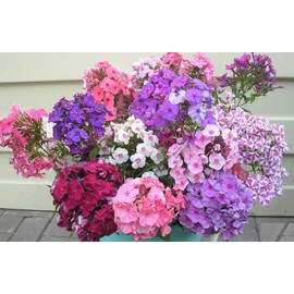 CEMEHA SEEDS - Drummond's Phlox Mix Indoor Dwarf Annual Flowers for Planting