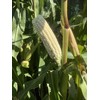 Silvermine White Dent Corn Seeds for Planting 80 Seeds. 1